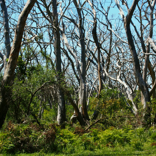 intrecci a cape otway - foto di alessandro guerrini