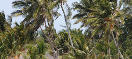 palme - by alessandro guerrini