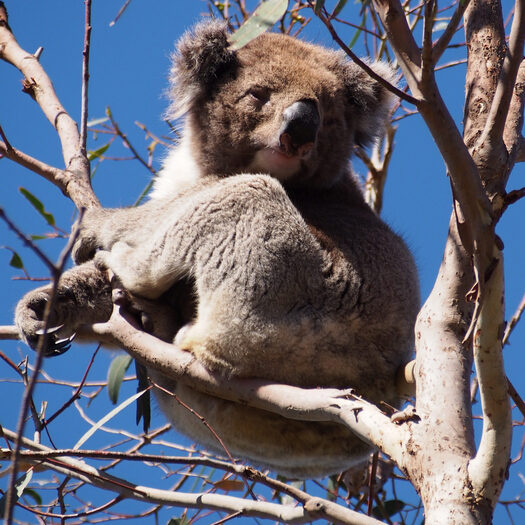 i koala di cape otway - foto di alessandro guerrini