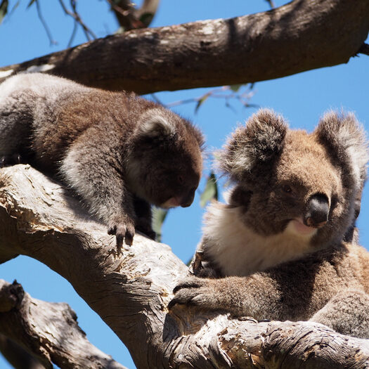 i koala di cape otway - foto di alessandro guerrini