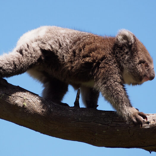 i koala di cape otway - foto di alessandro guerrini