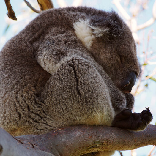 i koala di cape otway - foto di alessandro guerrini