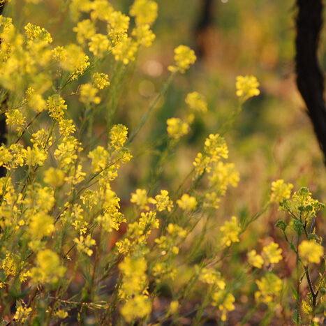 giallo - by alessandro guerrini