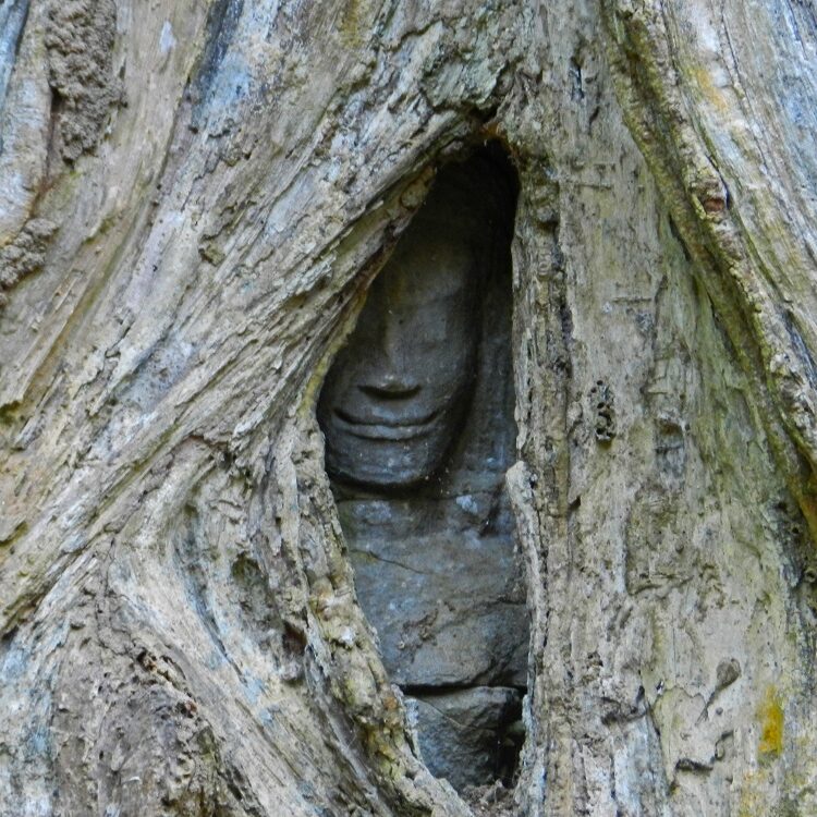 angkor - ta prohm - foto di andrea cassano