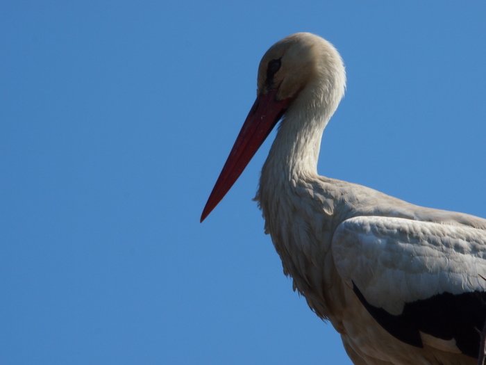 camargue - by donato guerrini