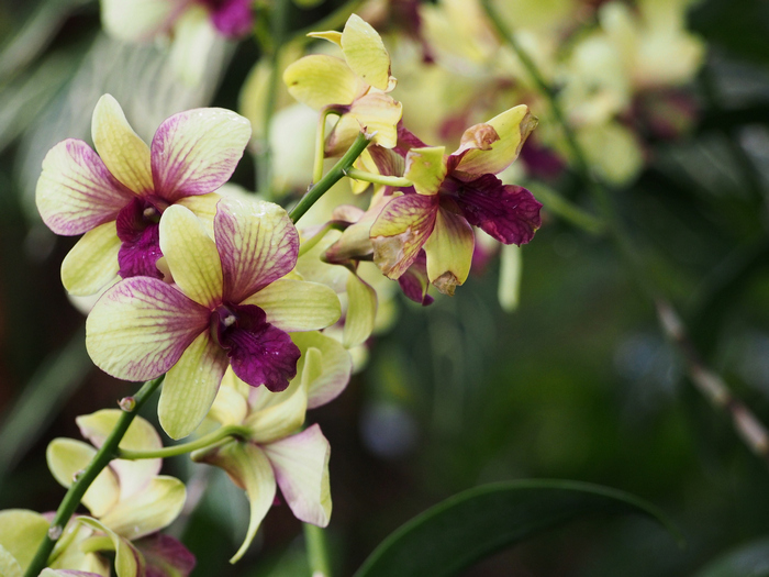 giardino botanico delle orchidee - singapore - by alessandro guerrini