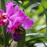 giardino botanico delle orchidee - singapore - by alessandro guerrini