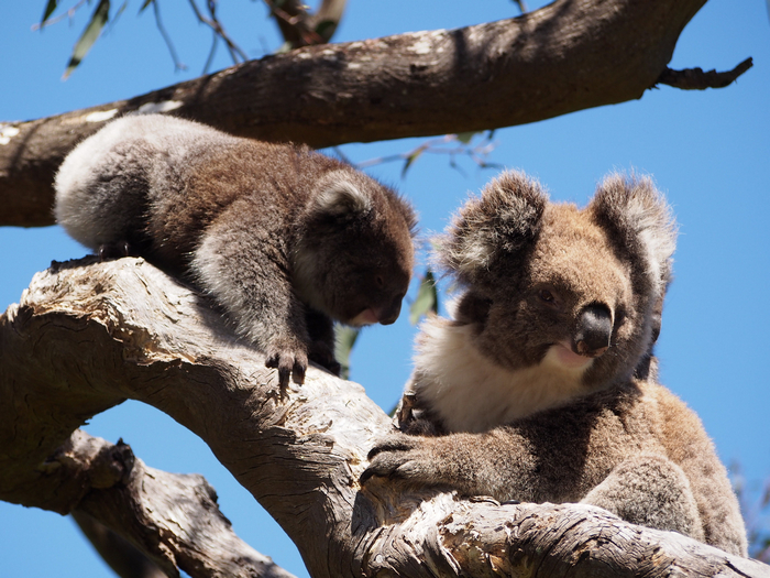 i koala di cape otway - foto di alessandro guerrini
