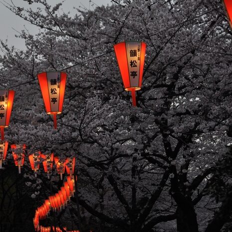 tokyo - hanami ad ueno - by andrea cassano