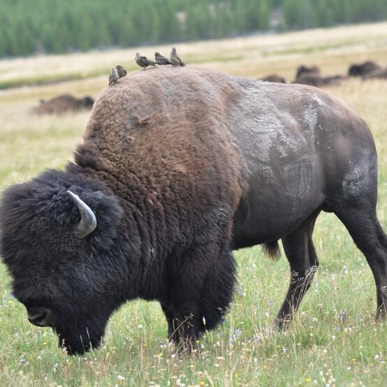 yellowstone - by andrea cassano