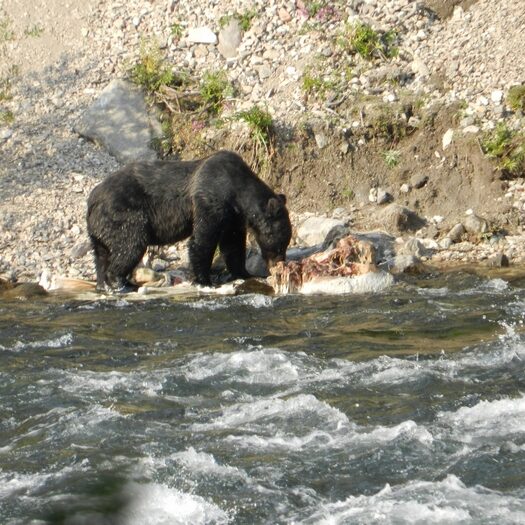 yellowstone - by andrea cassano