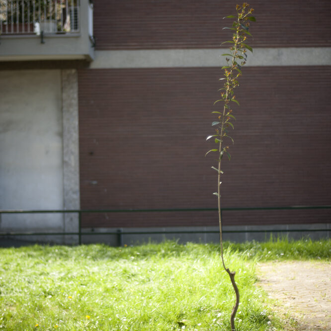 la primavera non si cura del covid-19 - foto di donato guerrini