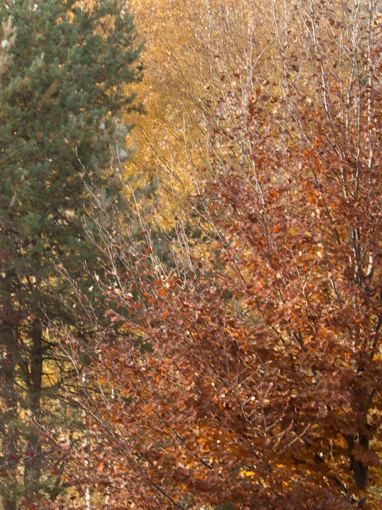 foliage - foto di donato guerrini