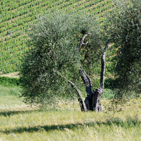 campagna toscana - by alessandro guerrini