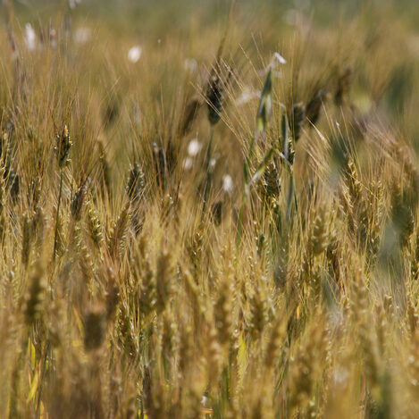 campagna toscana - by alessandro guerrini