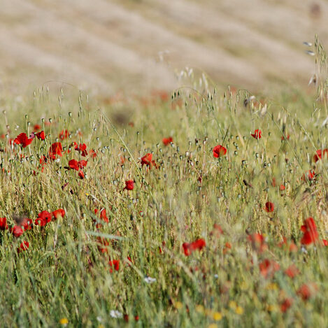 campagna toscana - by alessandro guerrini