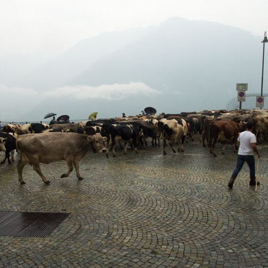 transumanza - foto di donato guerrini