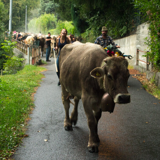 transumanza - foto di donato guerrini