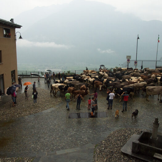 transumanza - foto di donato guerrini