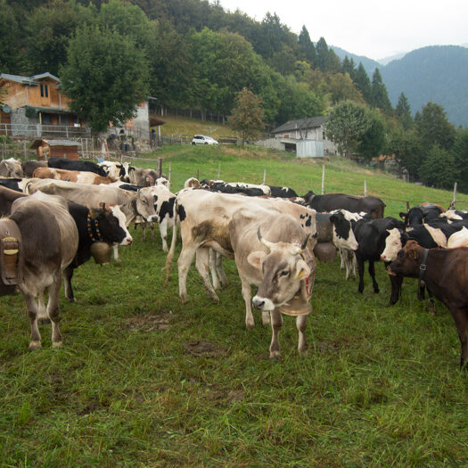 transumanza - foto di donato guerrini