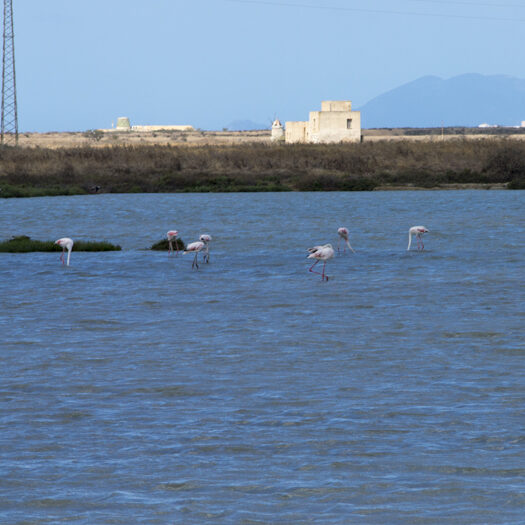 saline siciliane - foto di donato guerrini