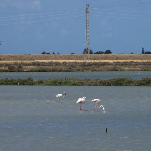 saline siciliane - foto di donato guerrini