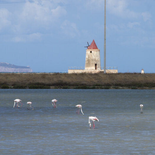 saline siciliane - foto di donato guerrini