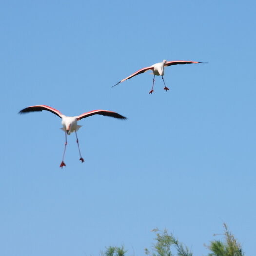 camargue - by donato guerrini