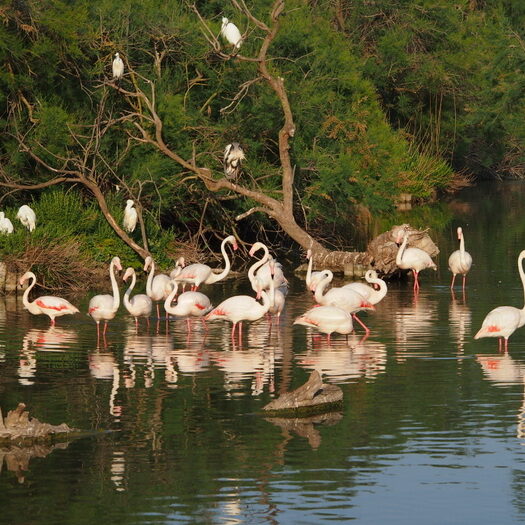 camargue - by donato guerrini