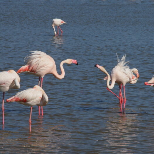 camargue - by donato guerrini