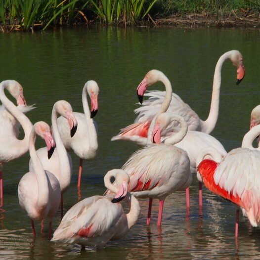 camargue - by donato guerrini