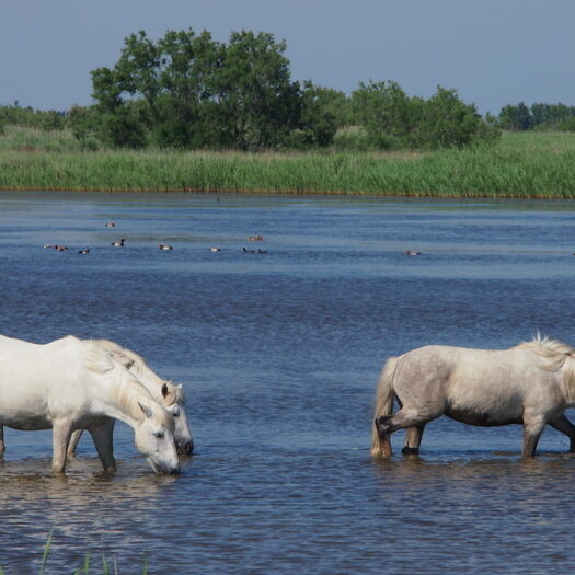 camargue - by donato guerrini