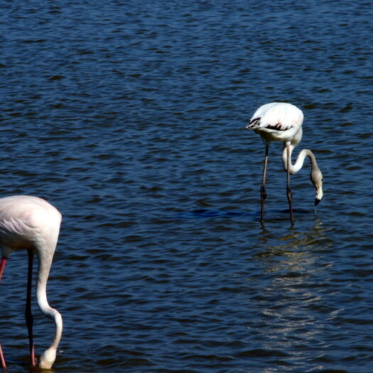 camargue - by donato guerrini