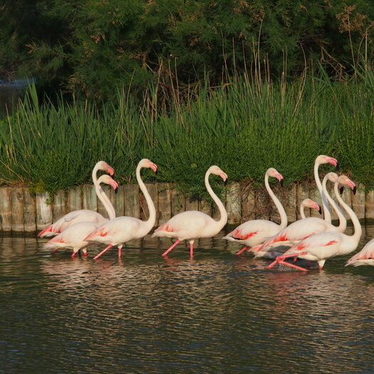 camargue - by donato guerrini