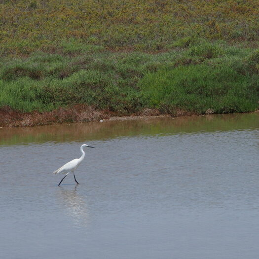camargue - by donato guerrini