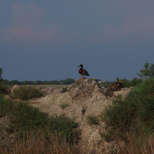 camargue - by donato guerrini