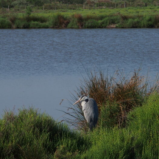 camargue - by donato guerrini