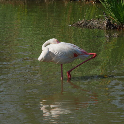 camargue - by donato guerrini
