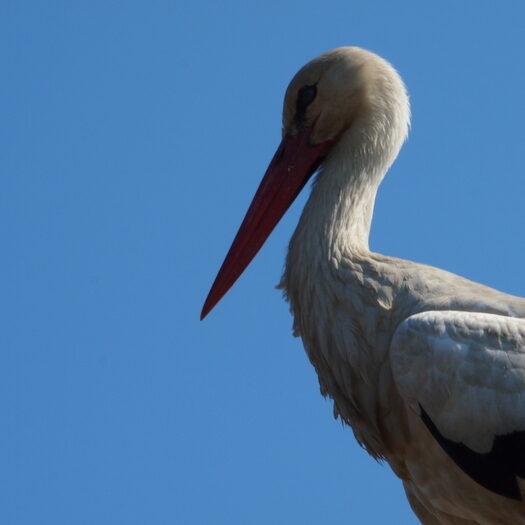 camargue - by donato guerrini