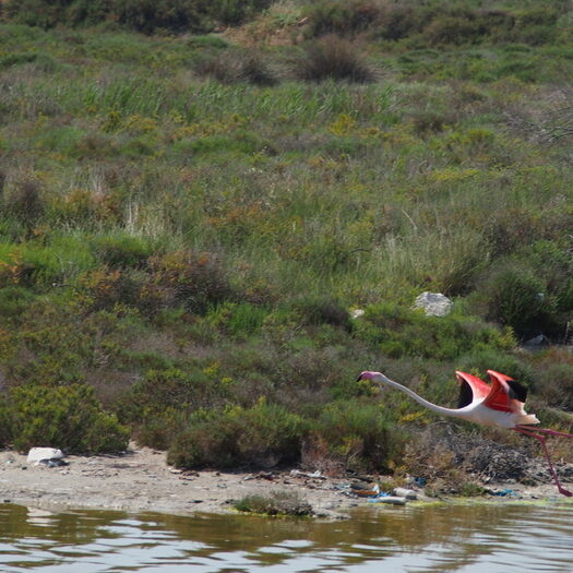 camargue - by donato guerrini
