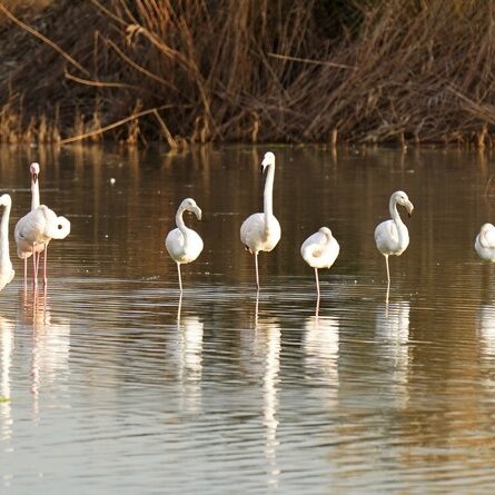 fenicotteri nel lago di peretola - foto di marco daffra