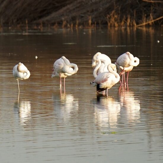 fenicotteri nel lago di peretola - foto di marco daffra