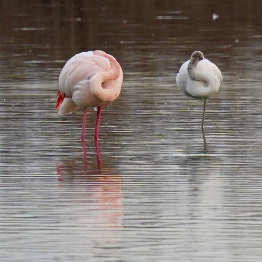 fenicotteri nel lago di peretola - foto di marco daffra