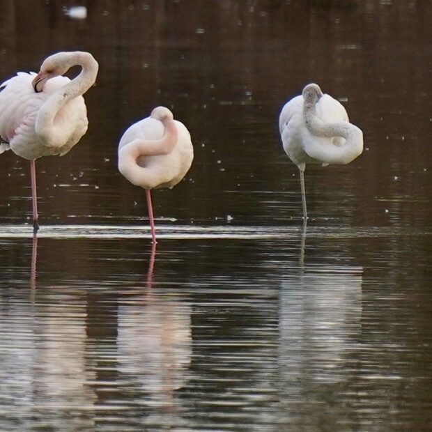 fenicotteri nel lago di peretola - foto di marco daffra