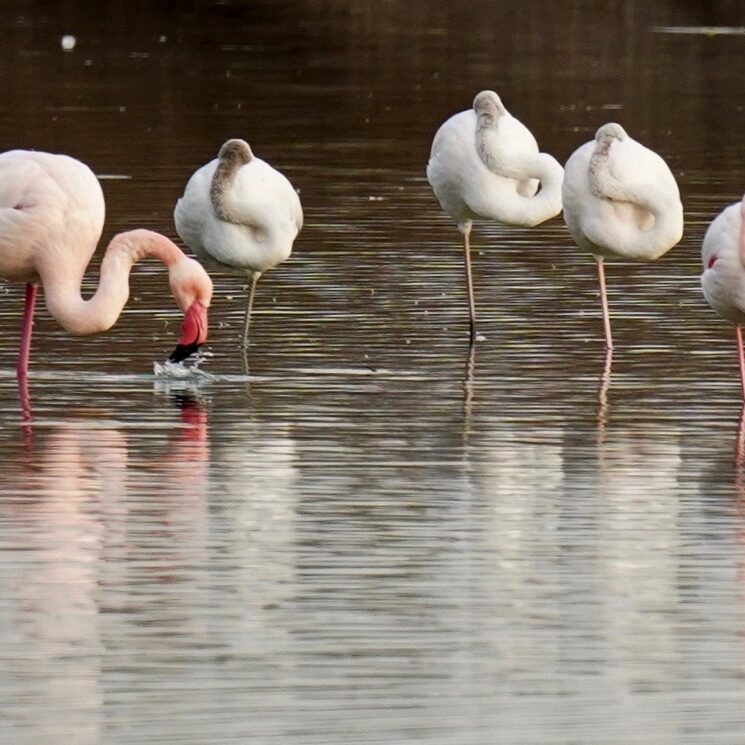 fenicotteri nel lago di peretola - foto di marco daffra