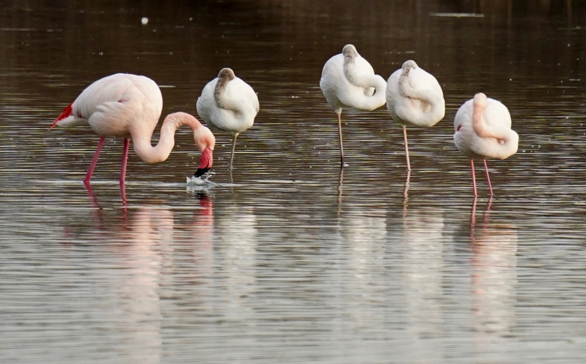 fenicotteri nel lago di peretola - foto di marco daffra