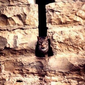 gatto bergamasco - by andrea cassano