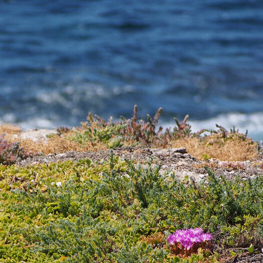 più forte di tutte le avversità - foto di alessandro guerrini