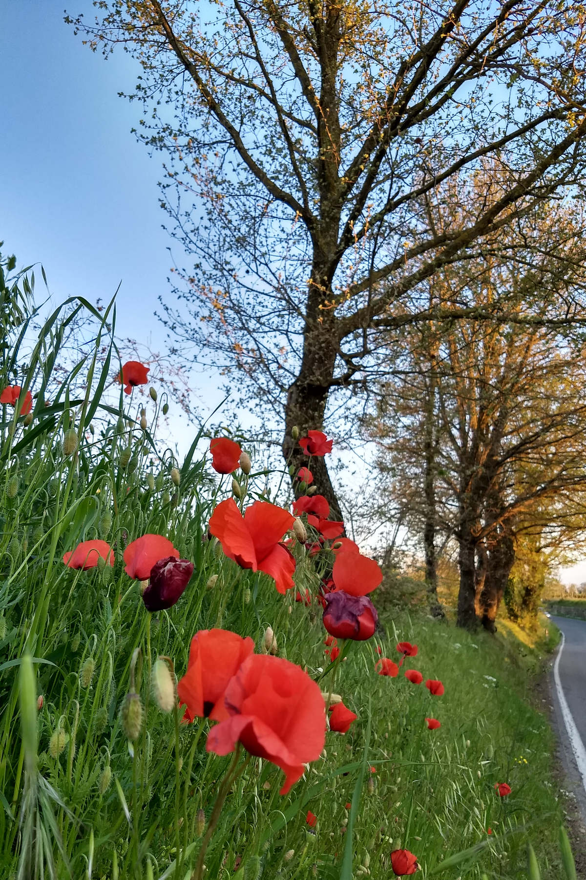 papaveri - foto di alessandro guerrini