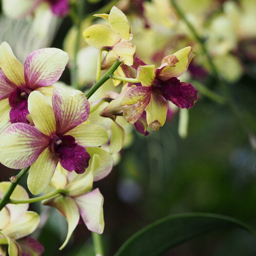 giardino botanico delle orchidee - singapore - by alessandro guerrini